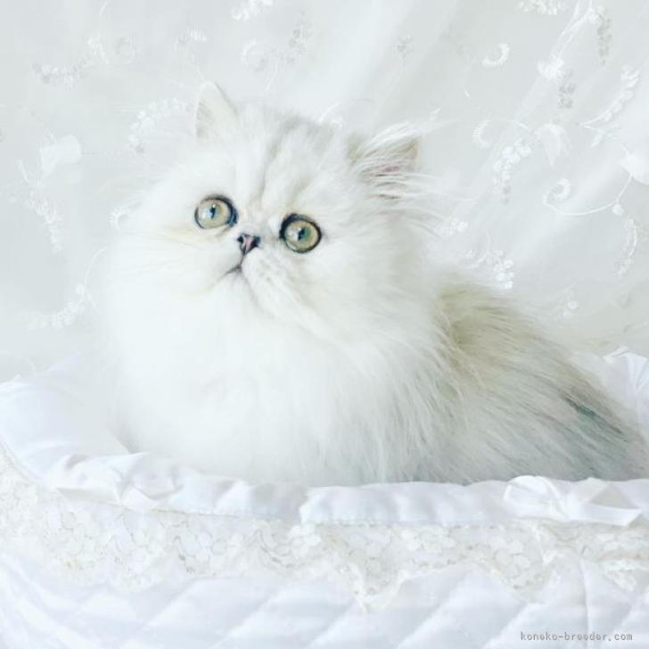 ねこ様専用です☆アンティーク白猫♡ペルシャネコ 作家様 | www