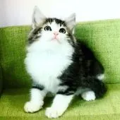 ノルウェージャンフォレストキャット【愛知県・女の子・2021年10月27日・ブラウンクラシックタビー&ホワイト】の写真2