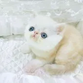 エキゾチックショートヘア【愛知県・男の子・2021年5月25日・クリームシルバータビー】の写真2