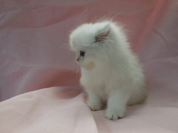 ペルシャ(チンチラ)【愛知県・女の子・2014年3月19日・シルバー】の写真「色白な美人ちゃんです♪」