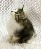 ノルウェージャンフォレストキャット【愛知県・女の子・2016年9月9日・ブラウンパッチドタビー&ホワイト】の写真3