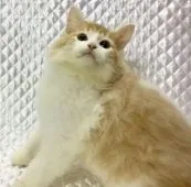 ノルウェージャンフォレストキャット【愛知県・男の子・2016年8月30日・レッドマッカレルタビー&ホワイト】の写真3