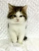 ノルウェージャンフォレストキャット【愛知県・男の子・2016年10月5日・ブラウンタビー&ホワイト】の写真4