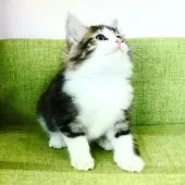 ノルウェージャンフォレストキャット【愛知県・女の子・2021年10月27日・ブラウンクラシックタビー&ホワイト】の写真5