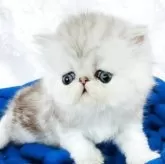 ペルシャ【愛知県・男の子・2025年7月26日・シルバータビー&ホワイト】の写真10