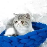 エキゾチックショートヘア【愛知県・女の子・2025年8月2日・ブルータビー&ホワイト】の写真14