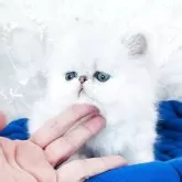 ペルシャ(チンチラ)【愛知県・男の子・2025年4月3日・シェーデットシルバー】の写真9