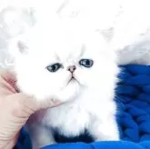 ペルシャ(チンチラ)【愛知県・男の子・2025年4月3日・シェーデットシルバー】の写真10