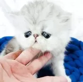 ペルシャ【愛知県・男の子・2025年7月26日・シルバータビー&ホワイト】の写真11