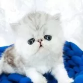 ペルシャ【愛知県・男の子・2025年7月26日・シルバータビー&ホワイト】の写真12