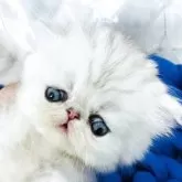 ペルシャ【愛知県・男の子・2025年7月26日・シルバータビー&ホワイト】の写真13