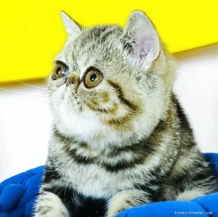 エキゾチックショートヘア【愛知県・女の子・2025年3月31日・ブラウンタビー】の写真1