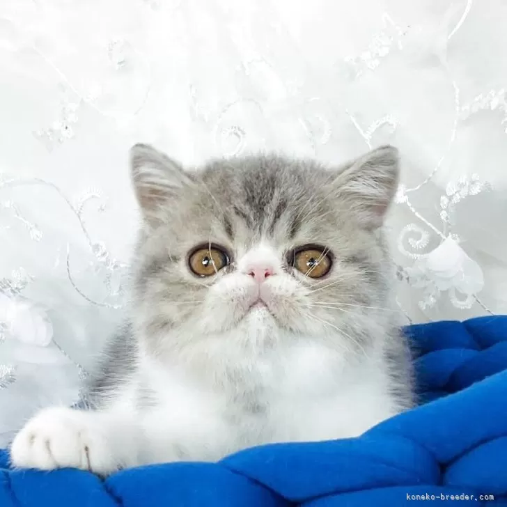 エキゾチックショートヘア【愛知県・女の子・2025年8月2日・ブルータビー&amp;ホワイト】の写真1