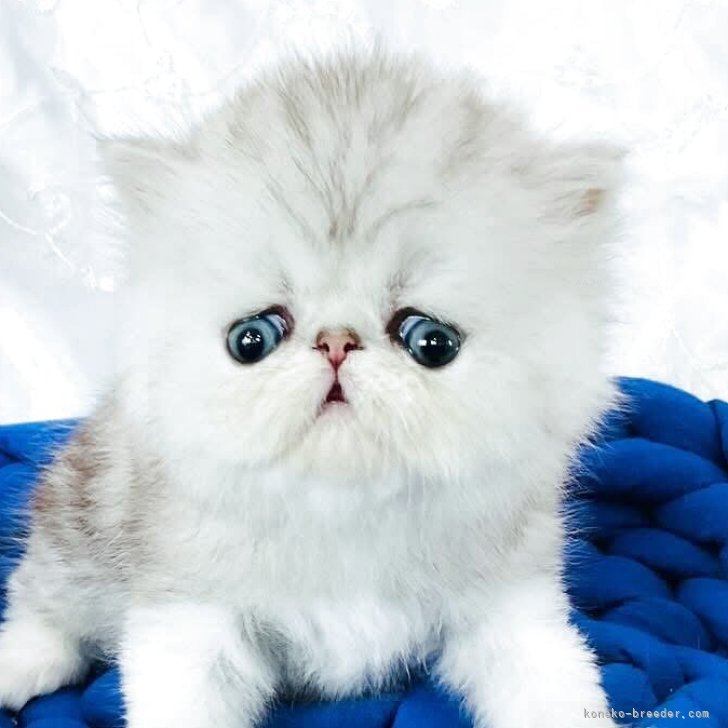 ブリーダー画像