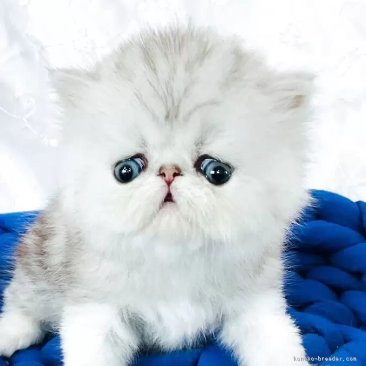 ペルシャ【愛知県・男の子・2025年7月26日・シルバータビー&amp;ホワイト】の写真1