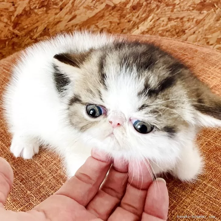 ID：2505-02013の子猫