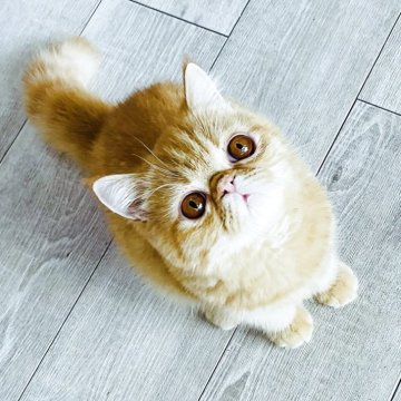エキゾチックショートヘア【愛知県・女の子・2025年3月27日・レッドタビー】の写真「ゴロゴロ&ベタベタ君です。」