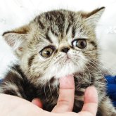 エキゾチックショートヘア