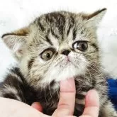 エキゾチックショートヘア