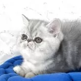 エキゾチックショートヘア