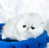 ペルシャ