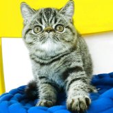 エキゾチックショートヘア