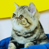 エキゾチックショートヘア