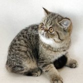 エキゾチックショートヘア