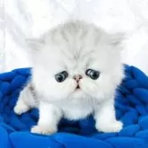 ペルシャ【愛知県・男の子・2025年7月26日・シルバータビー&ホワイト】の写真2