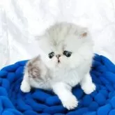 ペルシャ【愛知県・男の子・2025年7月26日・シルバータビー&ホワイト】の写真4