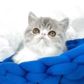 エキゾチックショートヘア【愛知県・女の子・2025年8月2日・ブルータビー&ホワイト】の写真10