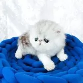 ペルシャ【愛知県・男の子・2025年7月26日・シルバータビー&ホワイト】の写真7