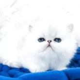 ペルシャ(チンチラ)【愛知県・男の子・2025年4月3日・シェーデットシルバー】の写真6