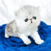 ペルシャ【愛知県・男の子・2025年7月26日・シルバータビー&ホワイト】の写真8