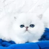 ペルシャ(チンチラ)【愛知県・男の子・2025年4月3日・シェーデットシルバー】の写真8