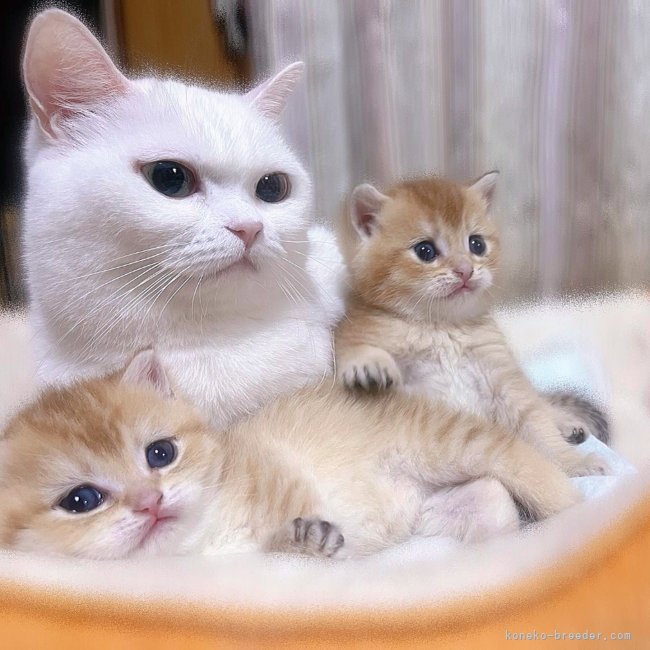 中村　智光(なかむら　ともみつ)ブリーダー(香川県・ミヌエットなど・ACC/国内血統書発行団体登録)の紹介写真6