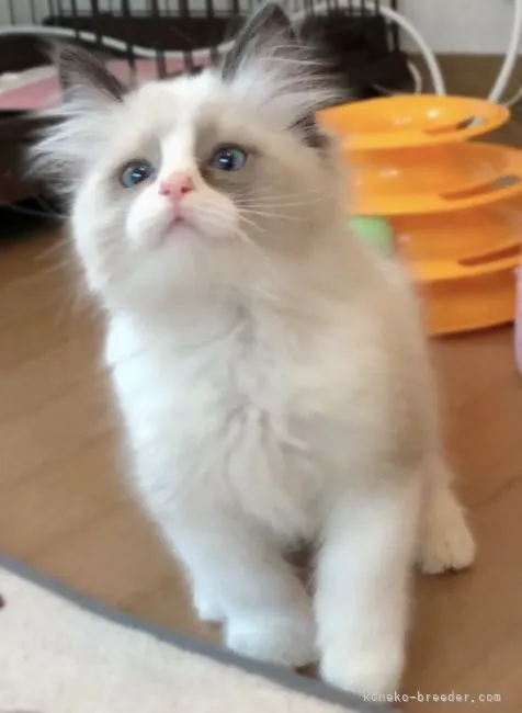 ID：2112-01728の子猫