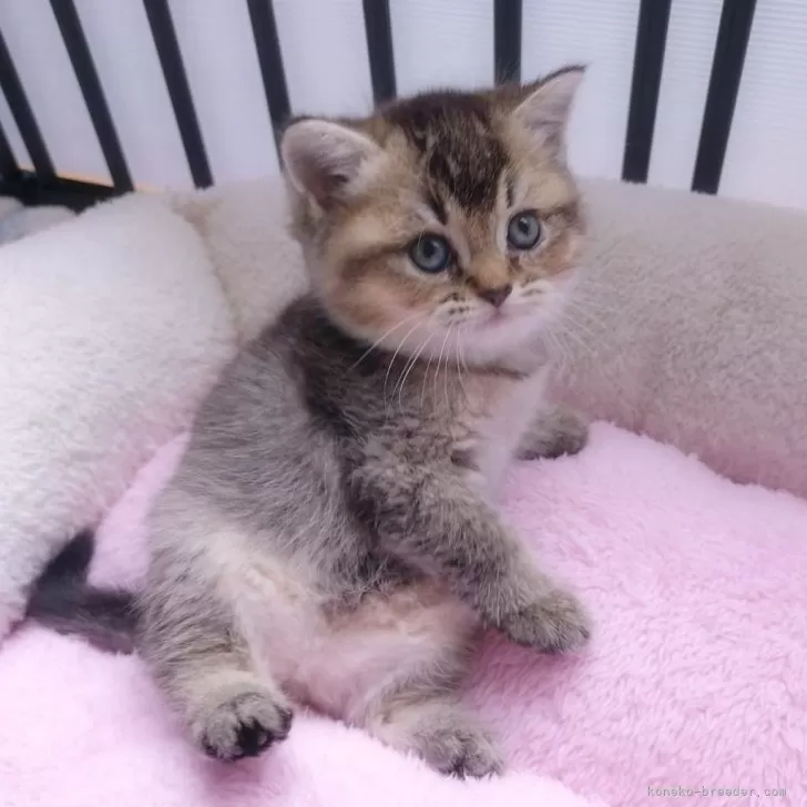 ID：2410-00718の子猫