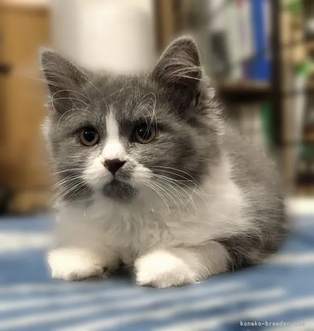 ID：2202-00836の子猫