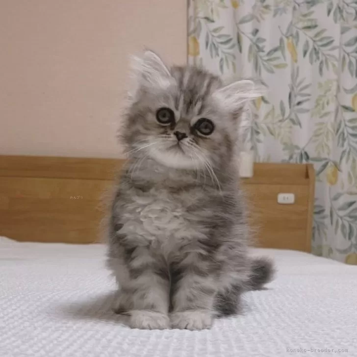 ID：2409-02114の子猫