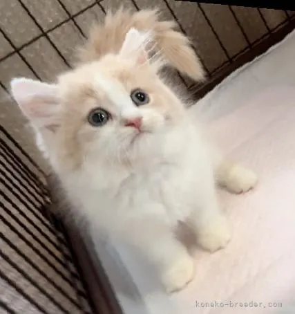 ID:2205-01950の子猫
