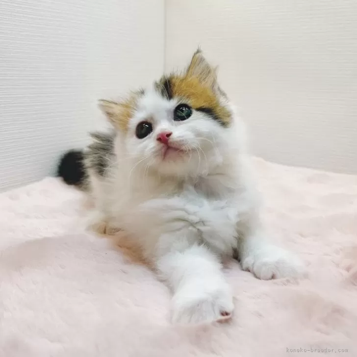 ID：2405-00401の子猫