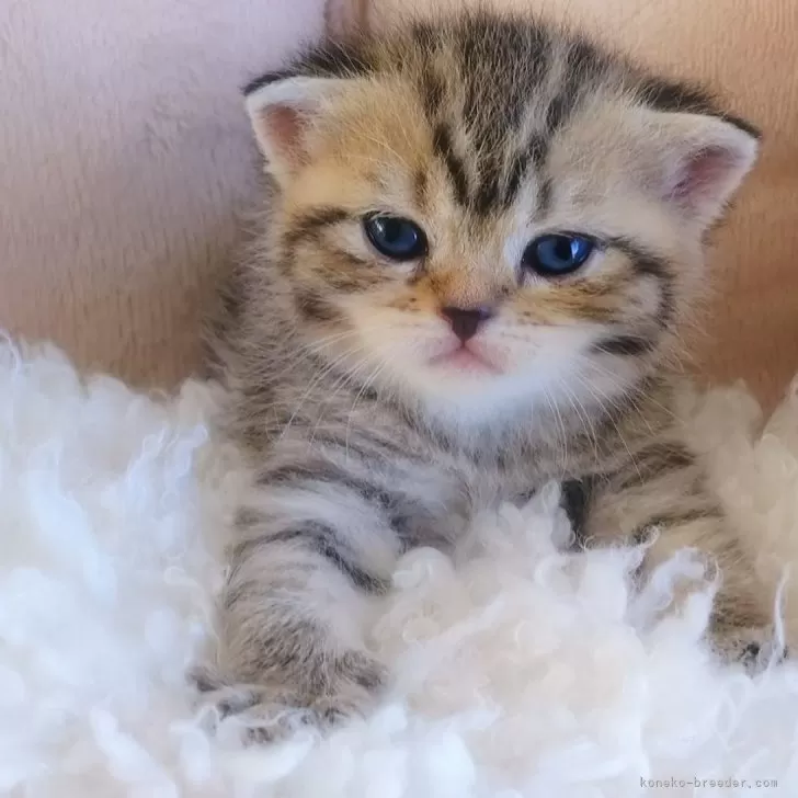 ID：2410-00720の子猫