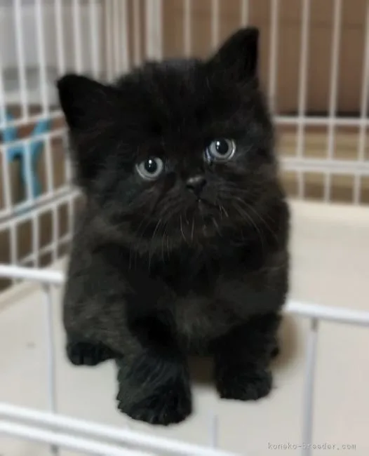 ID：2203-00210の子猫