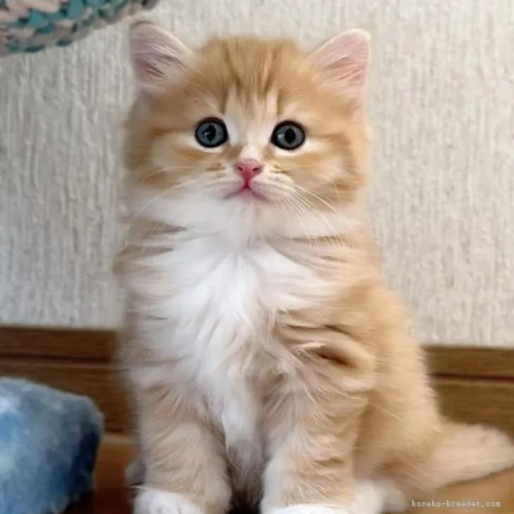 T.F 様のお迎えした子猫