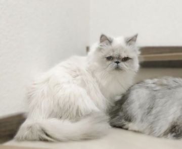ヒマラヤン【香川県・女の子・2021年4月19日・ブルーポイント】の写真「💎とても人懐っこい女の子で超可愛いです！💎」