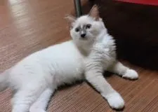 ラグドール【香川県・女の子・2021年4月10日・ブルーポイントミテッド】の写真2
