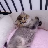 ミヌエット(長足)【香川県・女の子・2024年9月10日・ブラウン】の写真4