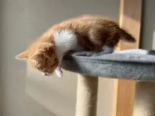 マンチカン(短足)【香川県・男の子・2022年2月27日・レッドタビー&ホワイト】の写真5