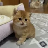 ブリティッシュショートヘア【香川県・男の子・2025年4月6日・✨ゴールデン✨】の写真11